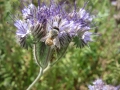 Retour sur les Journées Biodiversité Cultivée